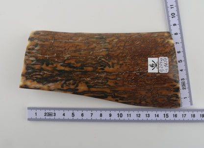 Blue-caramel mammoth bark