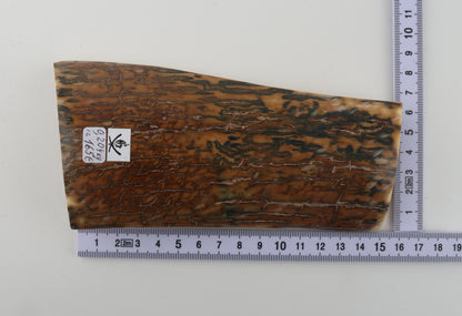 Blue-caramel mammoth bark