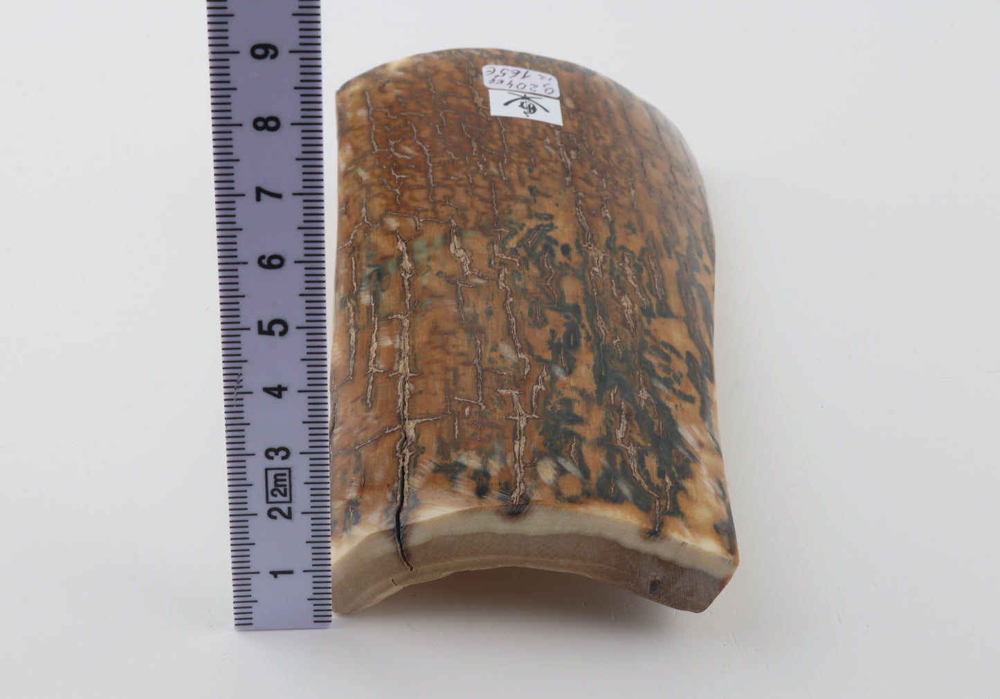 Blue-caramel mammoth bark