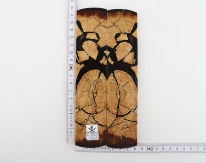 Stabilised mammoth ivory scales