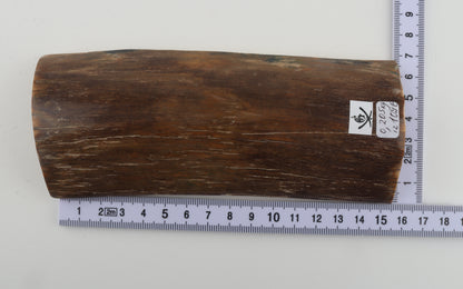 Green-brown mammoth bark