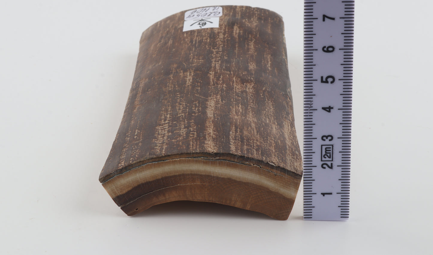 Brown woolly mammoth bark