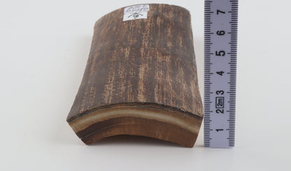 Brown woolly mammoth bark