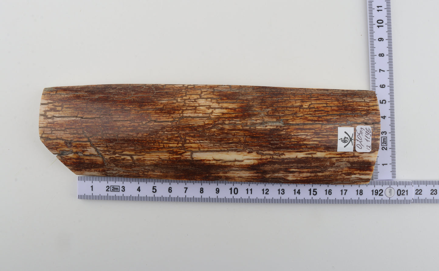 Orange-brown mammoth bark