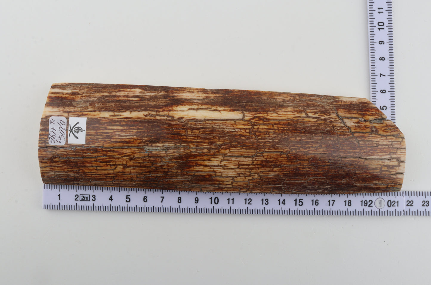 Orange-brown mammoth bark