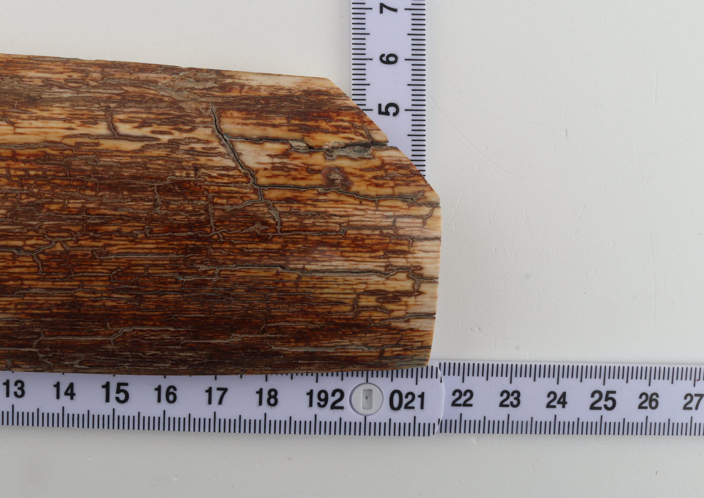 Orange-brown mammoth bark