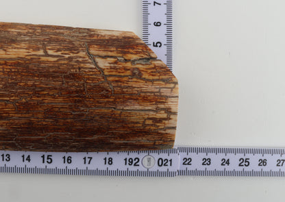 Orange-brown mammoth bark