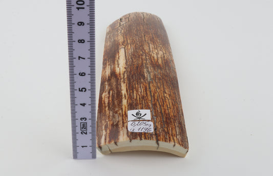Orange-brown mammoth bark