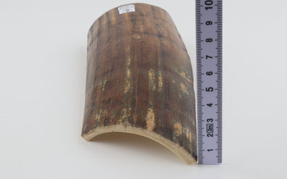 Brown-green mammoth bark