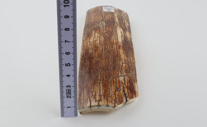 Orange-brown mammoth bark