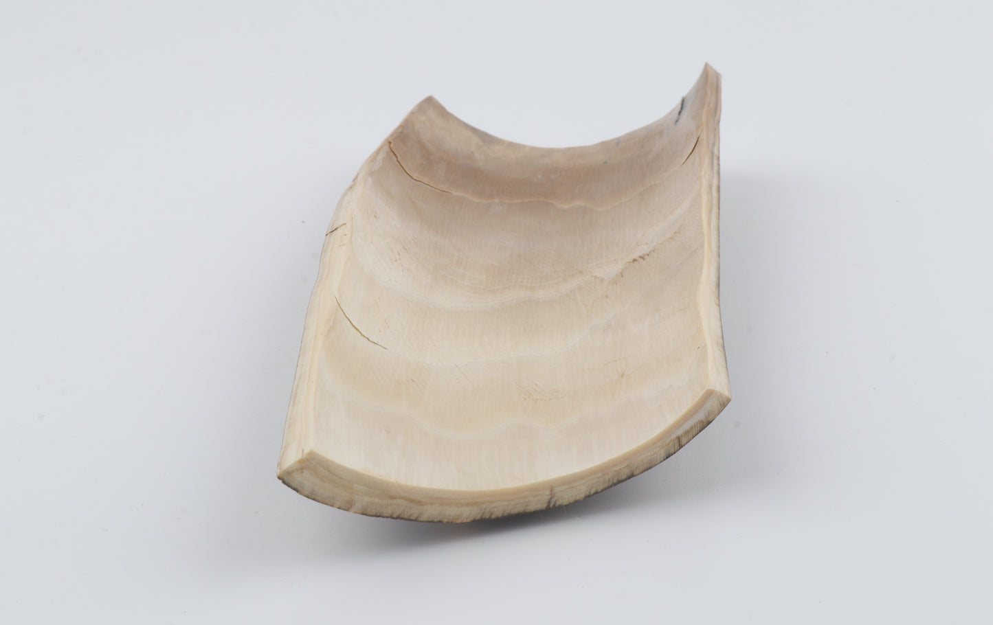 Brown-green mammoth bark