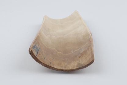 Brown-green mammoth bark