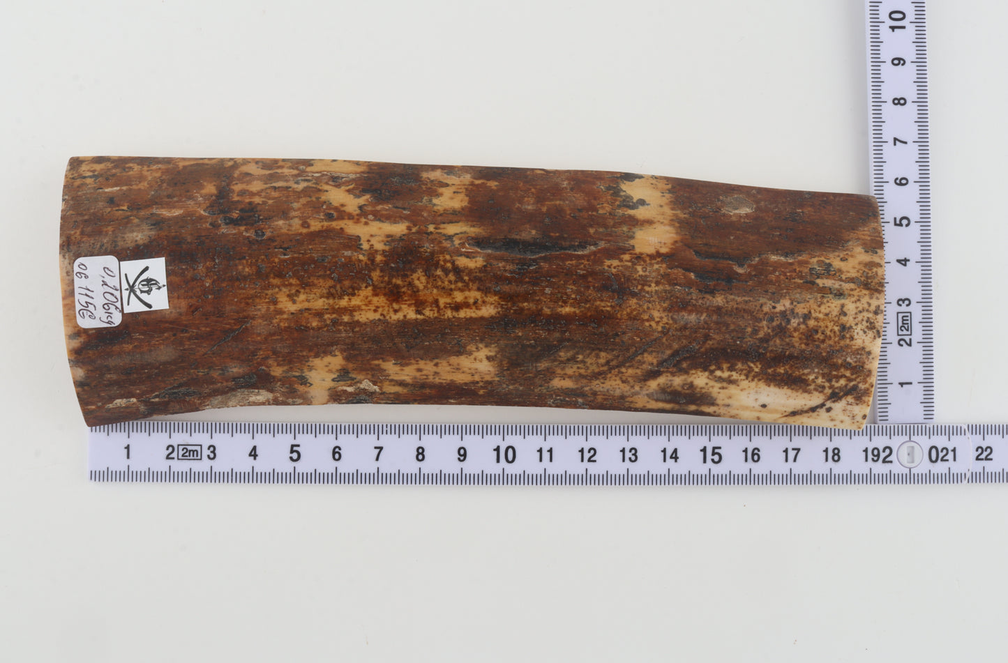 Brown-orange mammoth bark