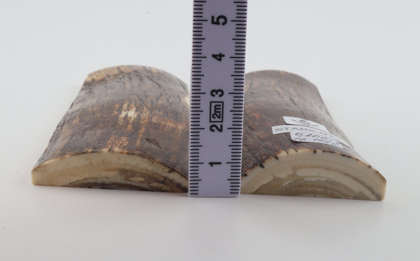 Stabilised mammoth bark scales