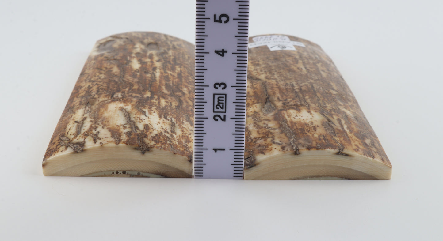 Stabilised mammoth bark scales