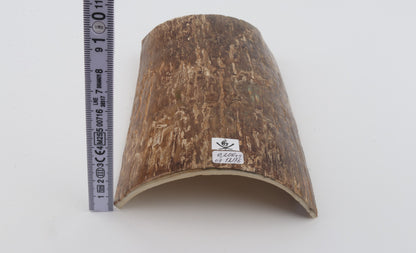 Beige mammoth bark
