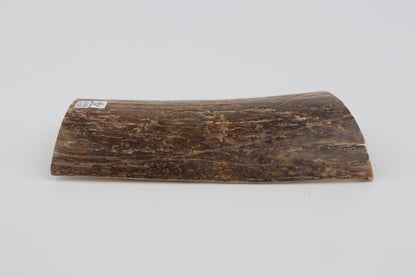 Beige mammoth bark