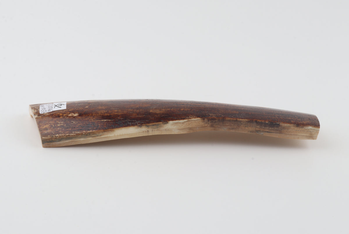 Red-brown mammoth bark