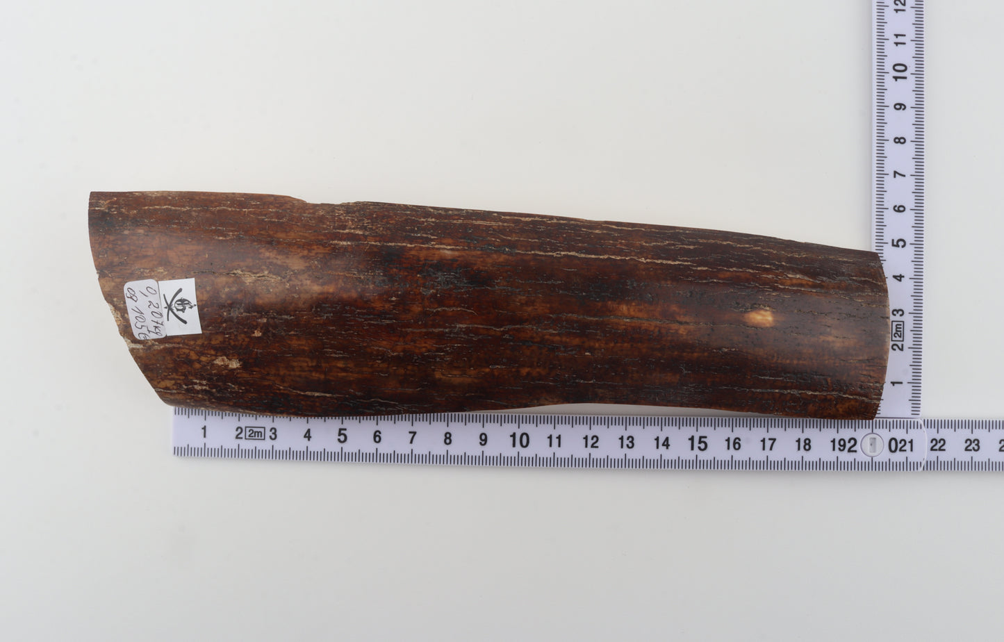 Red-brown mammoth bark