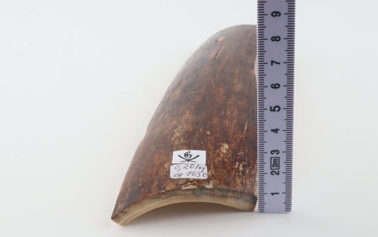 Red-brown mammoth bark