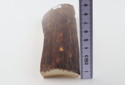 Red-brown mammoth bark
