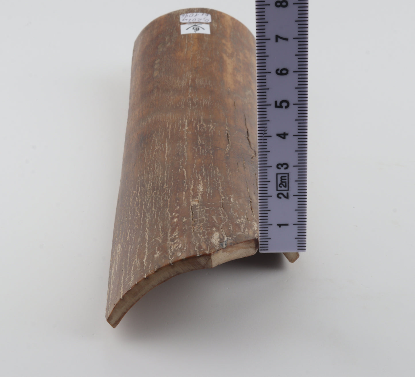 Caramel mammoth bark