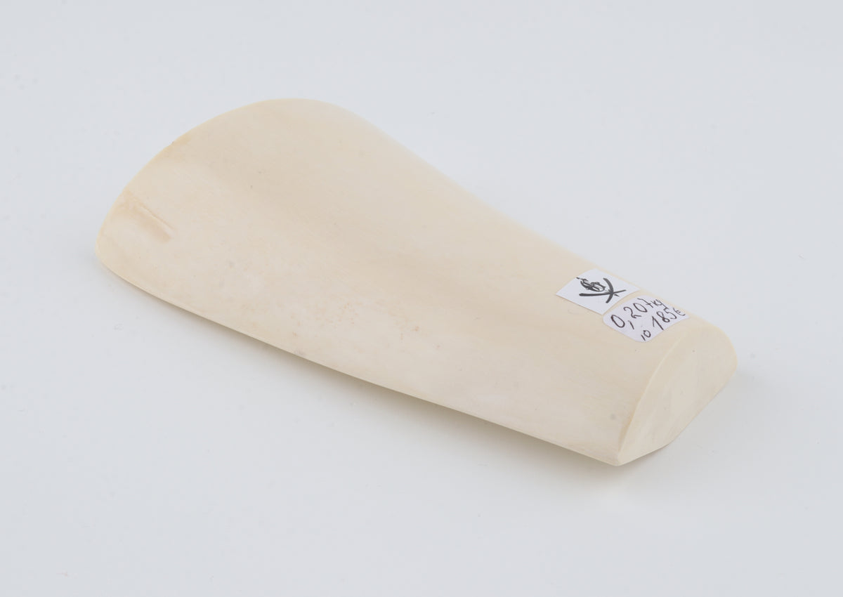 White mammoth ivory segment