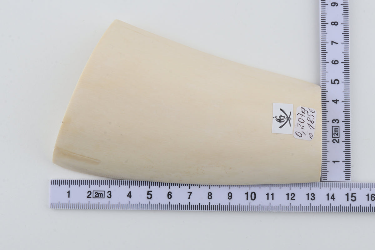 White mammoth ivory segment