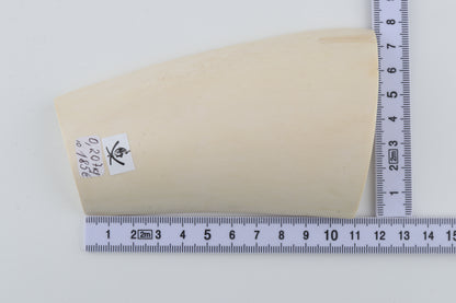 White mammoth ivory segment
