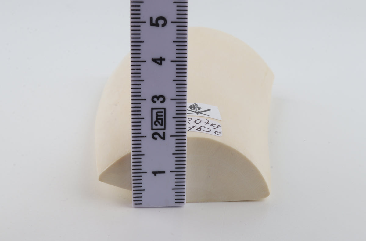 White mammoth ivory segment
