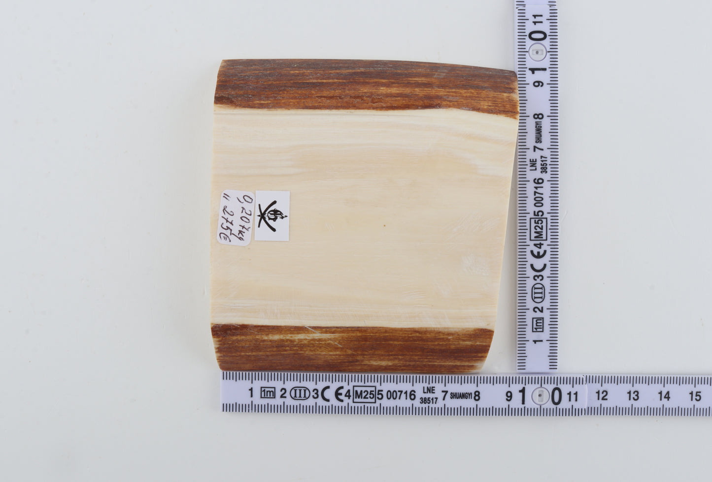 White mammoth ivory segment