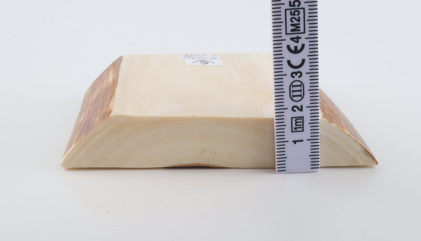 White mammoth ivory segment