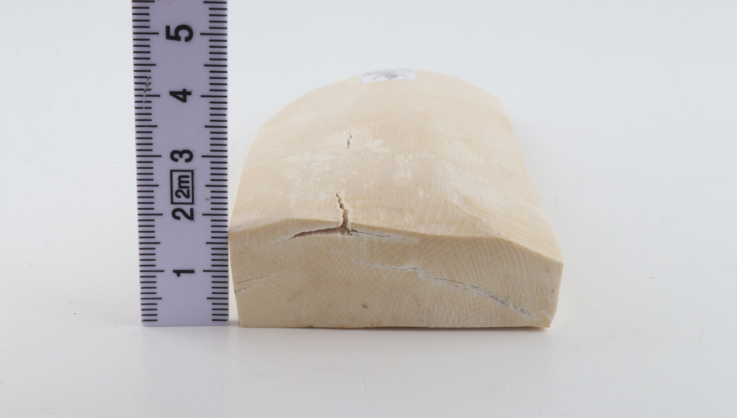 White mammoth ivory piece