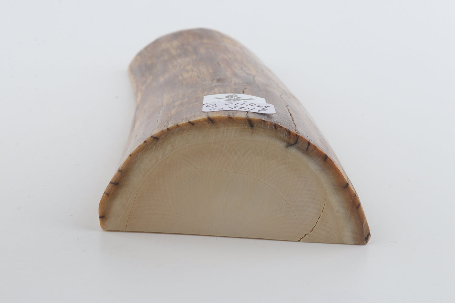 Natural mammoth ivory piece