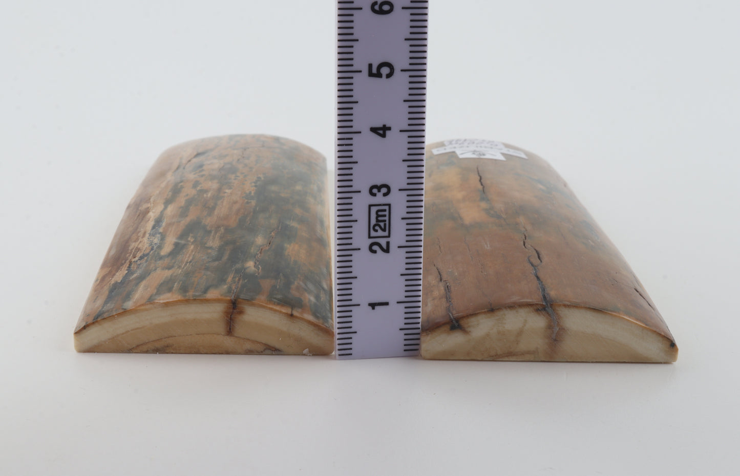 Stabilised mammoth bark scales