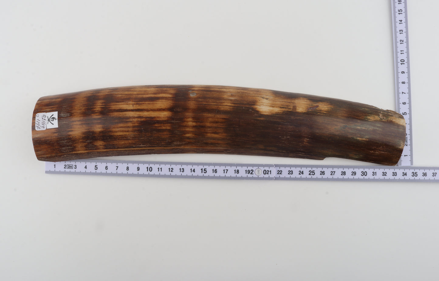 Brown-orange mammoth bark