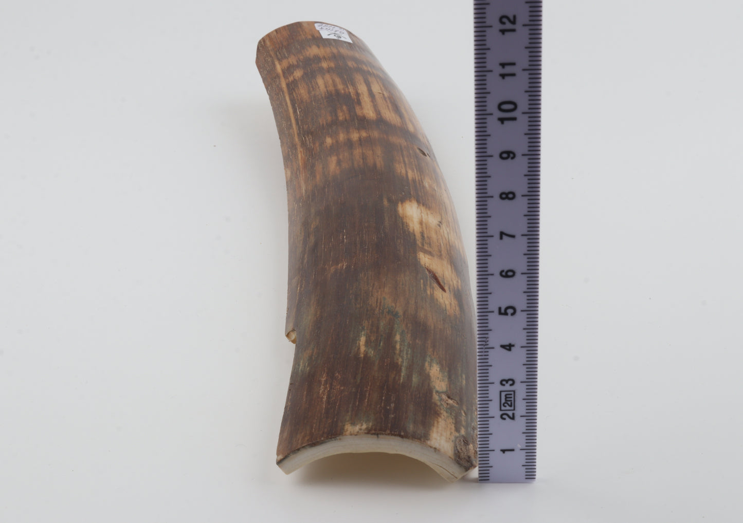 Brown-orange mammoth bark