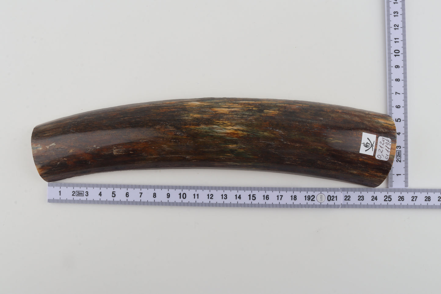 Brown-green mammoth bark