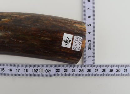 Brown-green mammoth bark