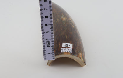 Brown-green mammoth bark