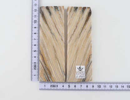 Stabilized mammoth molar scales