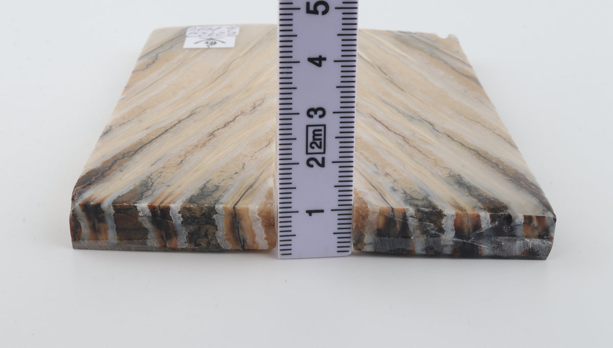 Stabilized mammoth molar scales