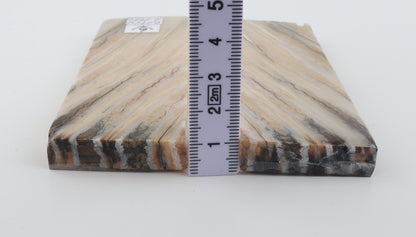 Stabilized mammoth molar scales