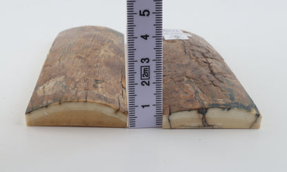 Stabilised mammoth bark scales