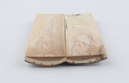 Stabilised mammoth bark scales