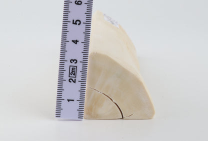 Natural white mammoth ivory piece