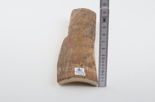 Beige-yellow mammoth bark