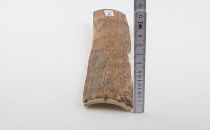 Beige-yellow mammoth bark