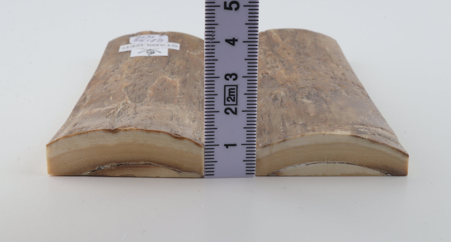 Stabilised mammoth bark scales