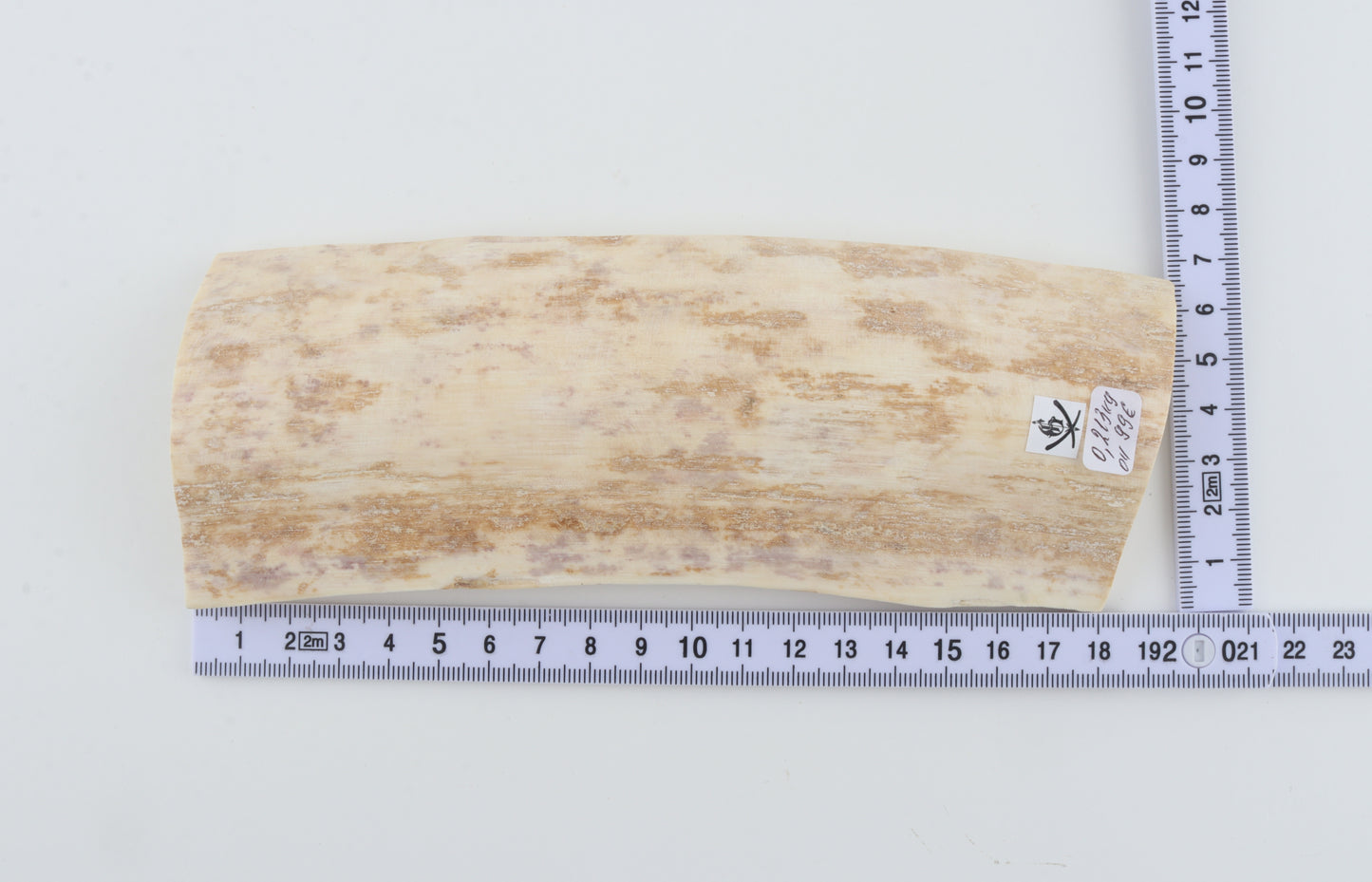 White mammoth bark